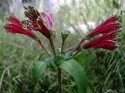 Alstroemeria pulchella